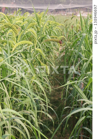 Foxtail millet, scientific name Setaria italica plant on farm 138946697