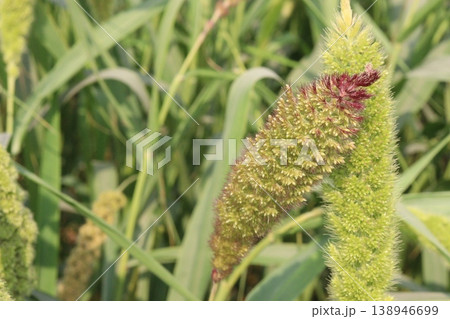 Foxtail millet, scientific name Setaria italica plant on farm 138946699