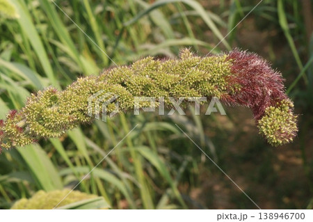 Foxtail millet, scientific name Setaria italica plant on farm 138946700