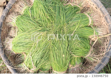 onion leaf bundle on shop for sell, harvest are cash crops onion leaf bundle on shop for sell, harvest are cash crops 138946750