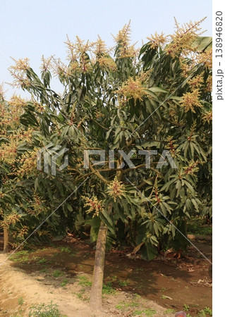 mango flower on tree in farm mango flower on tree in farm 138946820