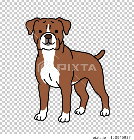凛々しいボクサー犬のイラスト 138946937