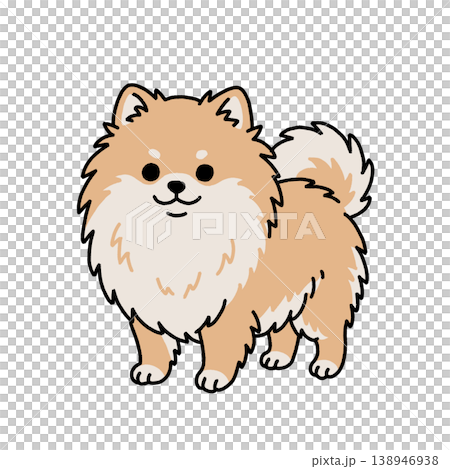 立ち姿のポメラニアンのイラスト 138946938