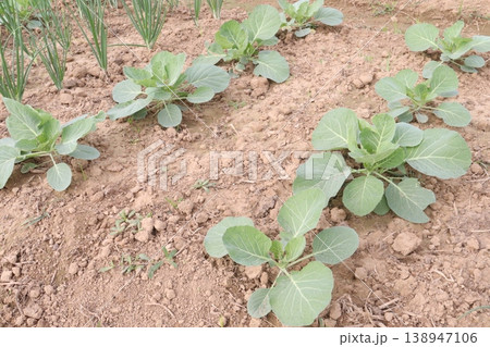 Onion and cabbage on farm for harvest Onion and cabbage on farm for harvest 138947106