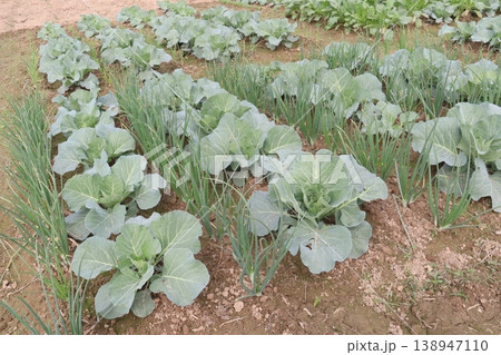 Onion and cabbage on farm for harvest 138947110