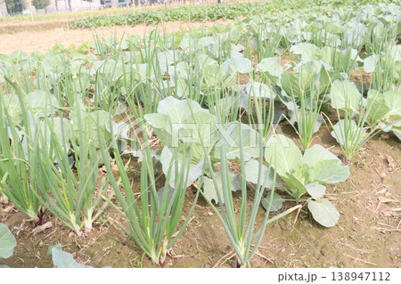 Onion and cabbage on farm for harvest Onion and cabbage on farm for harvest 138947112
