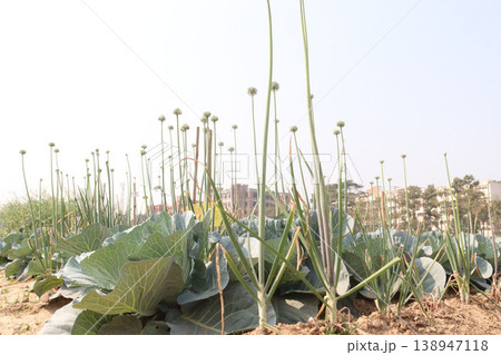 Onion and cabbage on farm for harvest Onion and cabbage on farm for harvest 138947118