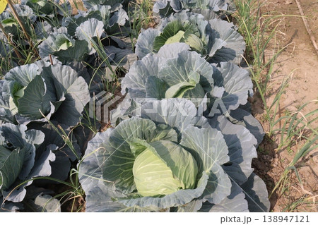 Onion and cabbage on farm for harvest Onion and cabbage on farm for harvest 138947121