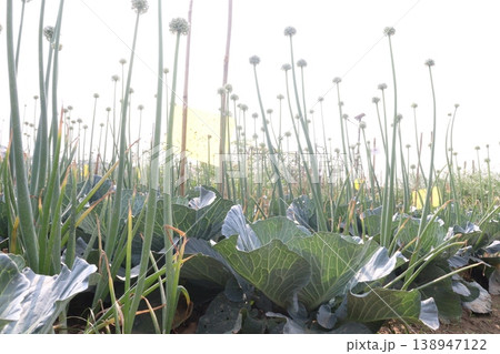 Onion and cabbage on farm for harvest Onion and cabbage on farm for harvest 138947122