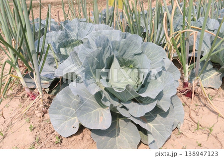 Onion and cabbage on farm for harvest Onion and cabbage on farm for harvest 138947123