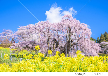三春滝桜　日本五大桜　日本さくら名所100選 138947136