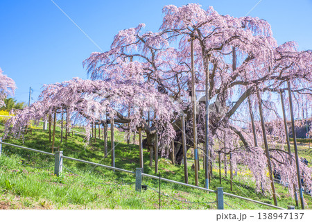 三春滝桜　日本五大桜　日本さくら名所100選 138947137