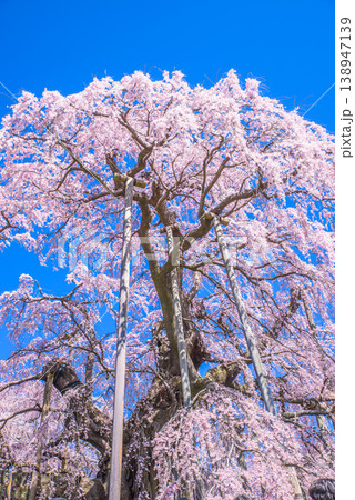 三春滝桜　日本五大桜　日本さくら名所100選 138947139