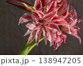 Hippeastrum amaryllis Doublet close-up. Large blooming flower red white color. Blooming flower with red petals on green stem with green leaves. Decorative houseplant. Inflorescence blossoming flower 138947205