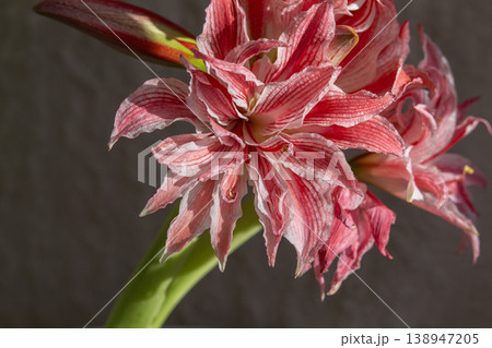 Hippeastrum amaryllis Doublet close-up. Large blooming flower red white color. Blooming flower with red petals on green stem with green leaves. Decorative houseplant. Inflorescence blossoming flower 138947205
