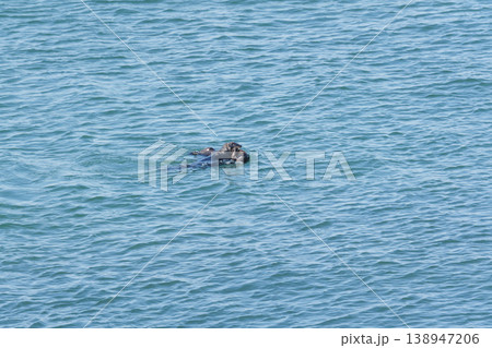 海を泳ぐ2匹の野生のラッコ 138947206
