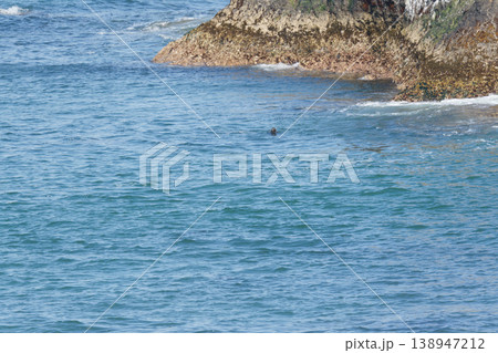 海を泳ぐ2匹の野生のラッコ 138947212