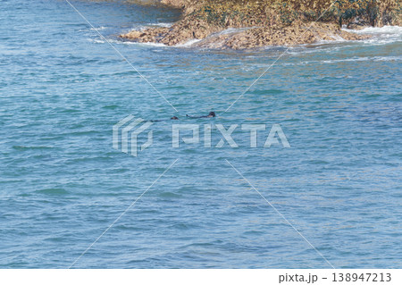 海を泳ぐ2匹の野生のラッコ 138947213