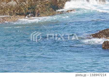 海を泳ぐ2匹の野生のラッコ 138947214