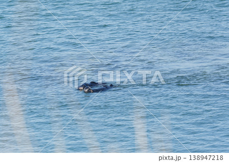 海を泳ぐ2匹の野生のラッコ 138947218