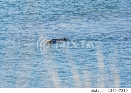 海を泳ぐ2匹の野生のラッコ 138947219