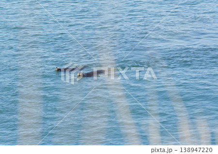 海を泳ぐ2匹の野生のラッコ 138947220