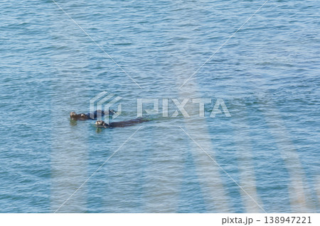 海を泳ぐ2匹の野生のラッコ 138947221