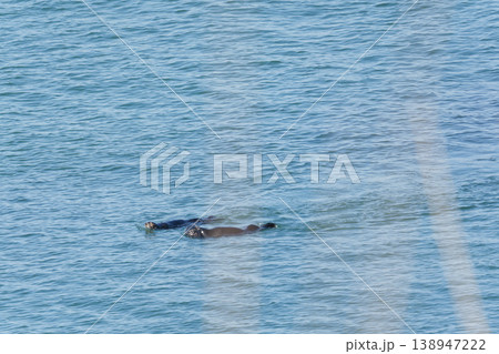 海を泳ぐ2匹の野生のラッコ 138947222
