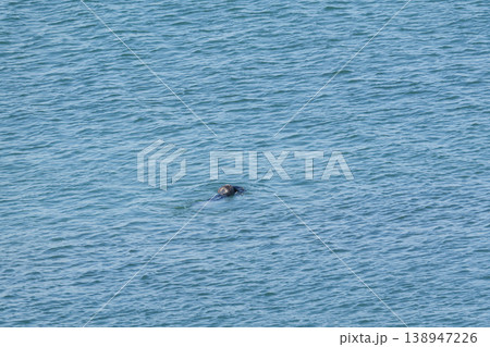 海を泳ぐ2匹の野生のラッコ 138947226