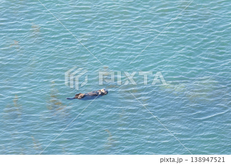 海に浮かぶ野生のラッコ 138947521