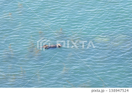 海に浮かぶ野生のラッコ 海に浮かぶ野生のラッコ 138947524