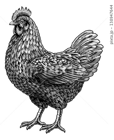 Chicken Hen Illustration Vintage Etching Woodcut Chicken Hen Illustration Vintage Etching Woodcut 138947644