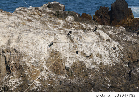 霧多布岬から見る岩礁と海鳥 霧多布岬から見る岩礁と海鳥 138947785