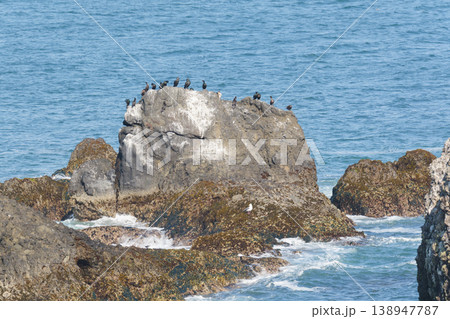 霧多布岬から見る岩礁と海鳥 霧多布岬から見る岩礁と海鳥 138947787