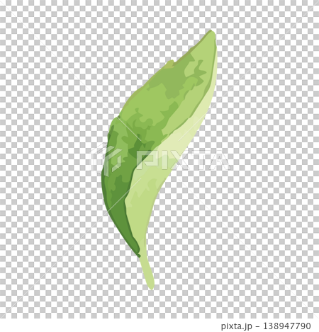 茶葉的水彩風格插圖 茶葉的水彩風格插圖 138947790