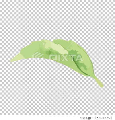 Watercolor-style illustration of tea leaves Watercolor-style illustration of tea leaves 138947791