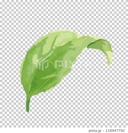 Watercolor-style illustration of tea leaves Watercolor-style illustration of tea leaves 138947792