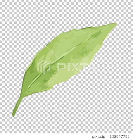 Watercolor-style illustration of tea leaves Watercolor-style illustration of tea leaves 138947793