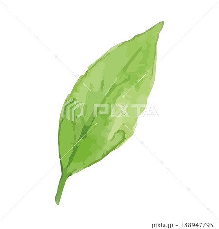 水彩風の茶葉のイラスト 水彩風の茶葉のイラスト 138947795
