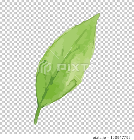 Watercolor-style illustration of tea leaves Watercolor-style illustration of tea leaves 138947795