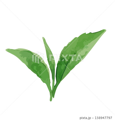 水彩風の茶葉のイラスト 水彩風の茶葉のイラスト 138947797