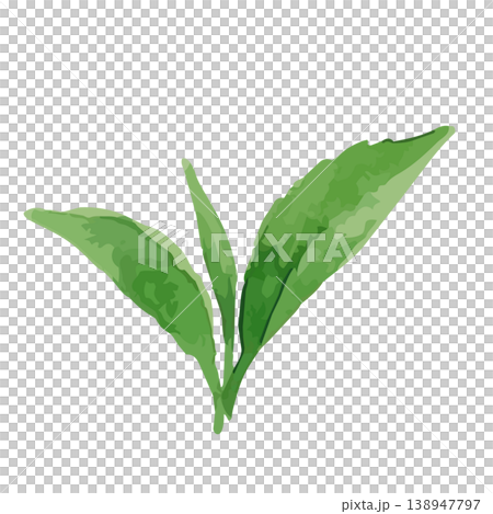 Watercolor-style illustration of tea leaves Watercolor-style illustration of tea leaves 138947797