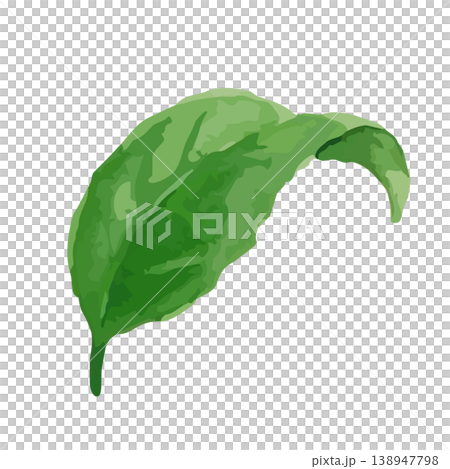 Watercolor-style illustration of tea leaves Watercolor-style illustration of tea leaves 138947798