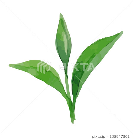 水彩風の茶葉のイラスト 水彩風の茶葉のイラスト 138947801