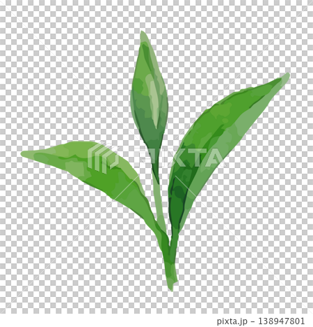 Watercolor-style illustration of tea leaves Watercolor-style illustration of tea leaves 138947801
