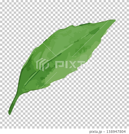 Watercolor-style illustration of tea leaves Watercolor-style illustration of tea leaves 138947804