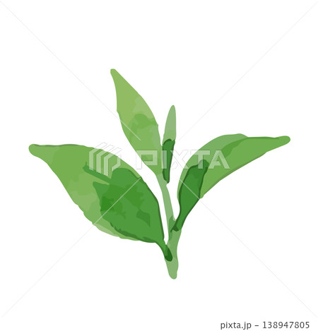 水彩風の茶葉のイラスト 138947805