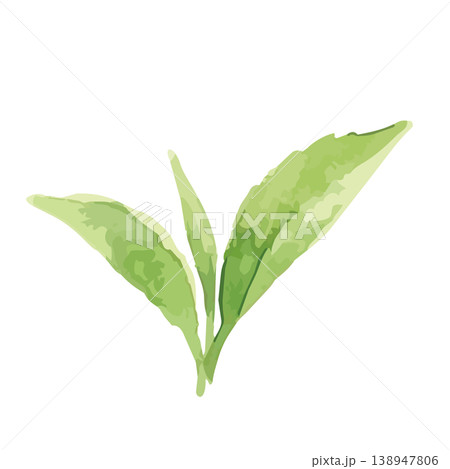 水彩風の茶葉のイラスト 水彩風の茶葉のイラスト 138947806