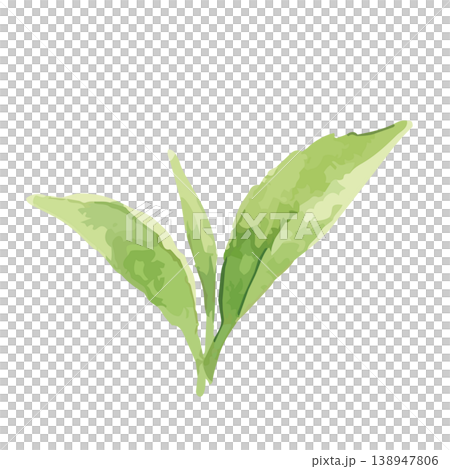 Watercolor-style illustration of tea leaves Watercolor-style illustration of tea leaves 138947806