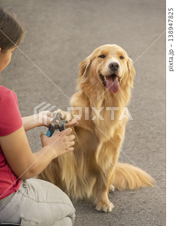 Golden Retriever getting nails clipped by owner outdoors Golden Retriever getting nails clipped by owner outdoors 138947825